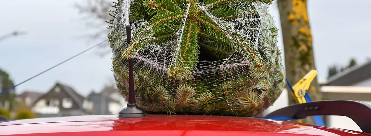 Ladungssicherung beim Weihnachtsbaum-Transport: Das kann ins Auge gehen!