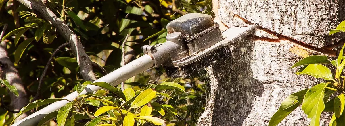 Teleskop-Kettensäge sägt in Baumstamm