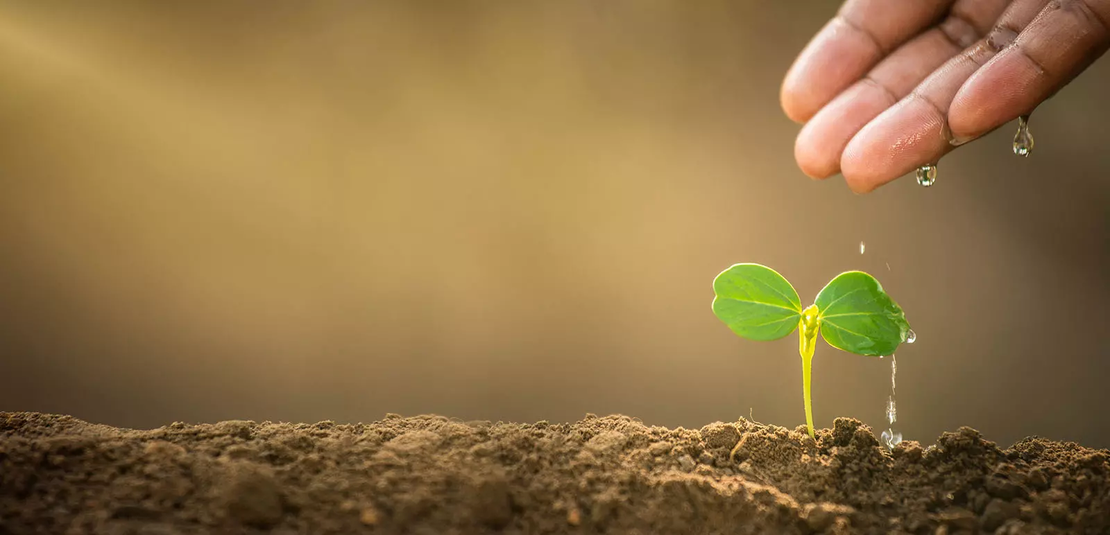 Sustainability Studie: Mehrheit fordert zusätzliche Maßnahmen für den Umwelt- und Klimaschutz