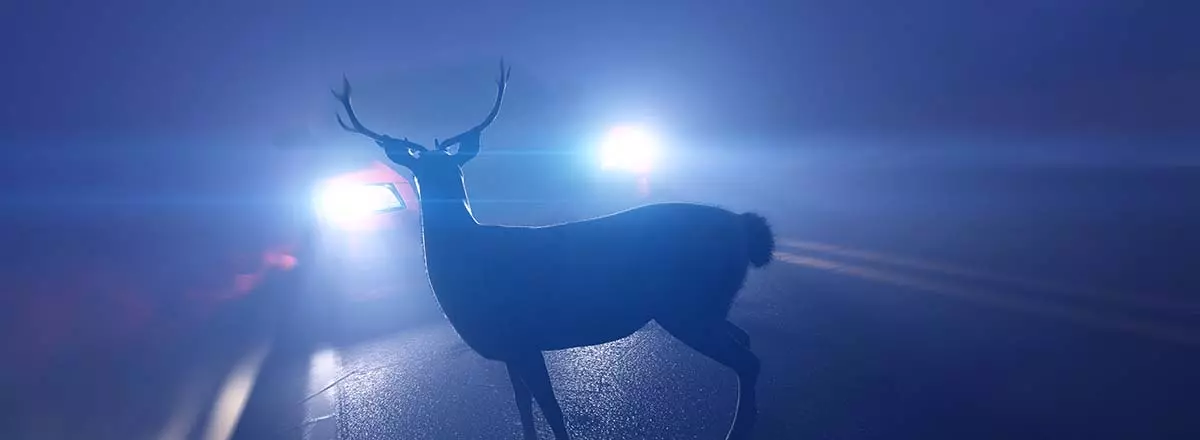 Vorsicht Wildwechsel: Wildunfälle haben im Herbst Hochsaison